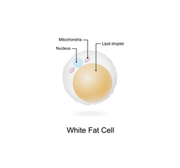 White fat cells. Adipocytes. Lipid droplets. Adipose tissue. Vector illustration.
