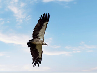 White-backed Vulture Gyps Africanus)