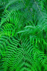 green fern leaves close up. backgrounds concept