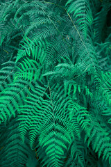 green fern leaves close up. backgrounds concept