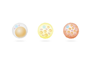 Types of Fat Cells. Adipocytes. Brown, Beige, and White fat cells. Lipid droplets. Vector illustration.	