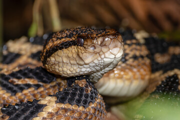 SHUSHUPE OR BUSHMASTER, THE LARGEST VIPER IN AMERICA, FEARED FOR ITS VENOM AND LARGE SIZE, IS A BEAUTIFUL SNAKE AND SOUGHT AFTER BY WILDLIFE ENTHUSIASTS TO PHOTOGRAPH IT IN THE PERUVIAN AMAZON