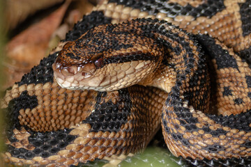 SHUSHUPE OR BUSHMASTER, THE LARGEST VIPER IN AMERICA, FEARED FOR ITS VENOM AND LARGE SIZE, IS A BEAUTIFUL SNAKE AND SOUGHT AFTER BY WILDLIFE ENTHUSIASTS TO PHOTOGRAPH IT IN THE PERUVIAN AMAZON
