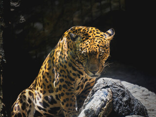 Portrait of tiger staring at camera