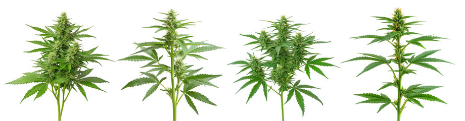 Four different marijuana plants are shown in a row, each with varying heights on a transparent background.