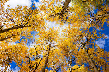 Fall foliage color on a rocky mountain top. Aspen trees were swaying in the cool breezy air. Most beautiful season in Colorado.