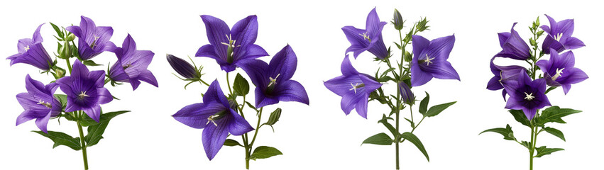 Four purple flowers are shown in a row on a transparent background.
