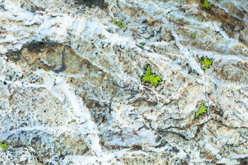 Lichen