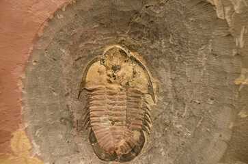 Close-Up of Ancient Trilobite Fossil