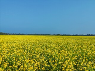 rapeseed field in spring