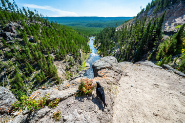 Yellowstone National Park Gibbon Waterfall Overlook in summer of 2024