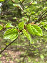 spring leaves on the tree