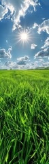 Obraz premium A close up of a field of grass with the sun shining, nature background