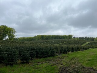 Fototapeta premium tree on a hill