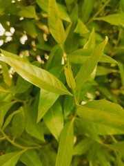 Dense dark green leaves in the garden. Emerald green leaf texture. Nature abstract background. Tropical forest. Above view of dark green leaves with natural pattern. Tropical plant wallpaper. Greenery