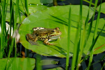Frog