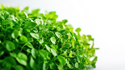 Obraz premium Close-up of fresh green basil leaves on a white background, perfect for culinary, gardening, or nature-related projects and designs.