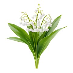 Fototapeta premium Pristine Lily of the Valley Blooms on White Background