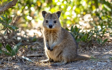 Obraz premium A friendly-looking quokka sits upright on forest ground, surrounded by lush vegetation, its adorable face and small paws capturing the charm of this unique marsupial