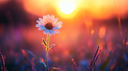 Single Daisy in a Sunset Field