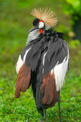 grey crowned crane