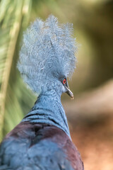 close up of a bird