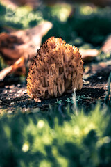 Beautiful macro photo of a cauliflower fungus in the forest.