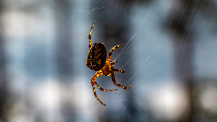 Macro photo of a spider weaving a web.