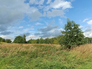 Kurtuvenai regional park during sunny day. Pine tree forest. Footpath in woodland. Moss growing on soil. Some small grass and tress growing in woods. Summer season. Kurtuvenu regioninis parkas.