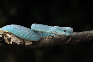 Blue viper snake close-up on branch,blue insularis,Trimeresurus Insularis