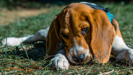 Cute beagle puppy dog ​​on the grass.