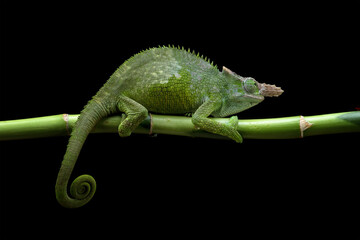 Fototapeta premium Fischer chameleon on a branch with black background