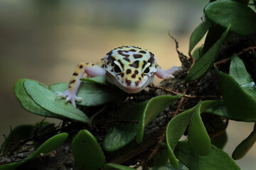 Baby leopard gecko lizard on a branch, eublepharis macularius