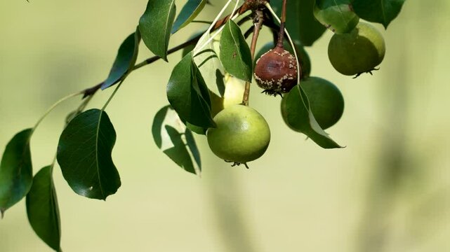 Two pears on a branch, ripening and diseased and rotting, surrounded by green leaves on a orchard tree close up. Pyrus cordata fruits