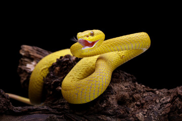 Yellow White-lipped Pit Viper isolated on black background, Trimeresurus insularis