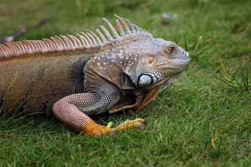 adult iguana walking on grass
