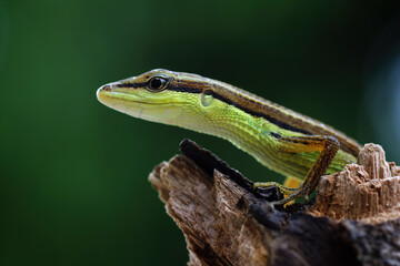 Green tree lizard on a branch