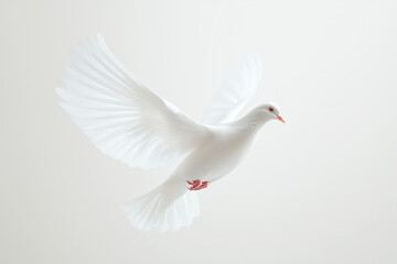 Fototapeta premium A single white dove in graceful flight against a soft, light background, symbolizing peace and freedom with minimalist purity—perfectly embodying the essence of non-violence.