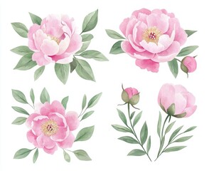 This watercolor illustration depicts delicate bouquets of pink peonies on a white background. It is suited for wedding invitations, decor, and design.