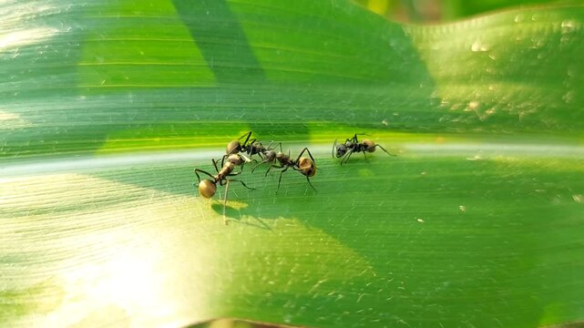 Polyrhachis dive black ants are often found in bushes. Macro video