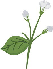 Jasmine illustration on transparent background.
