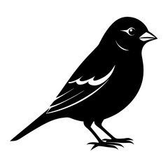 Obraz premium Sparrow Black silhouette