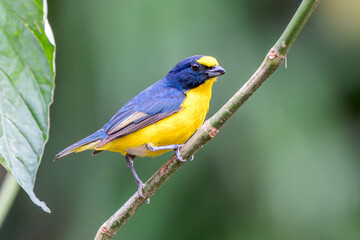Male Yellow-throated Euphonia (Euphonia hirundinacea) Displaying Vibrant Plumage