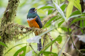 Male Orange-bellied Collared Trogon (Trogon collaris underwoodi) in Vibrant Display