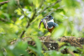 Ringed Kingfisher (Megaceryle torquata) with Catfish Prey on Branch