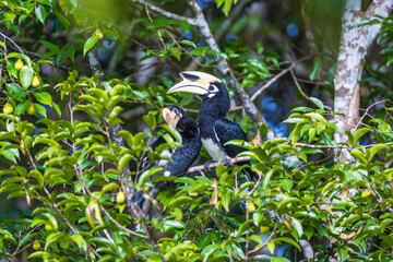 Couples of Oriental Pied Hornbill, on the branch of the tree.