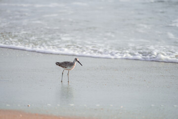 Willet or Sanderling looking for food on a Nags Head Beach in the Outer Banks of North Carolina