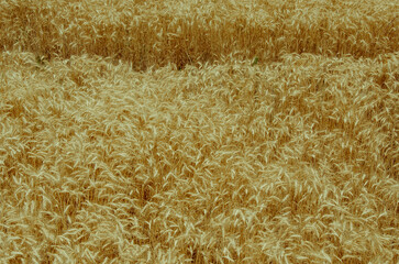 campo de trigo espigado maduro en verano listo para cosechar 