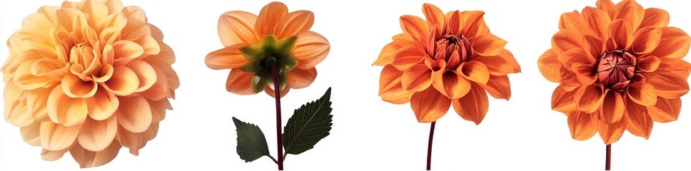 Obraz premium The image was created with Stock and features an assortment of orange dahlia flower heads on a transparent PNG background.