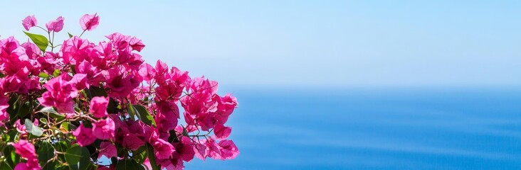 Obraz premium Flowering bougainvilleas and panoramic ocean background in copyspace